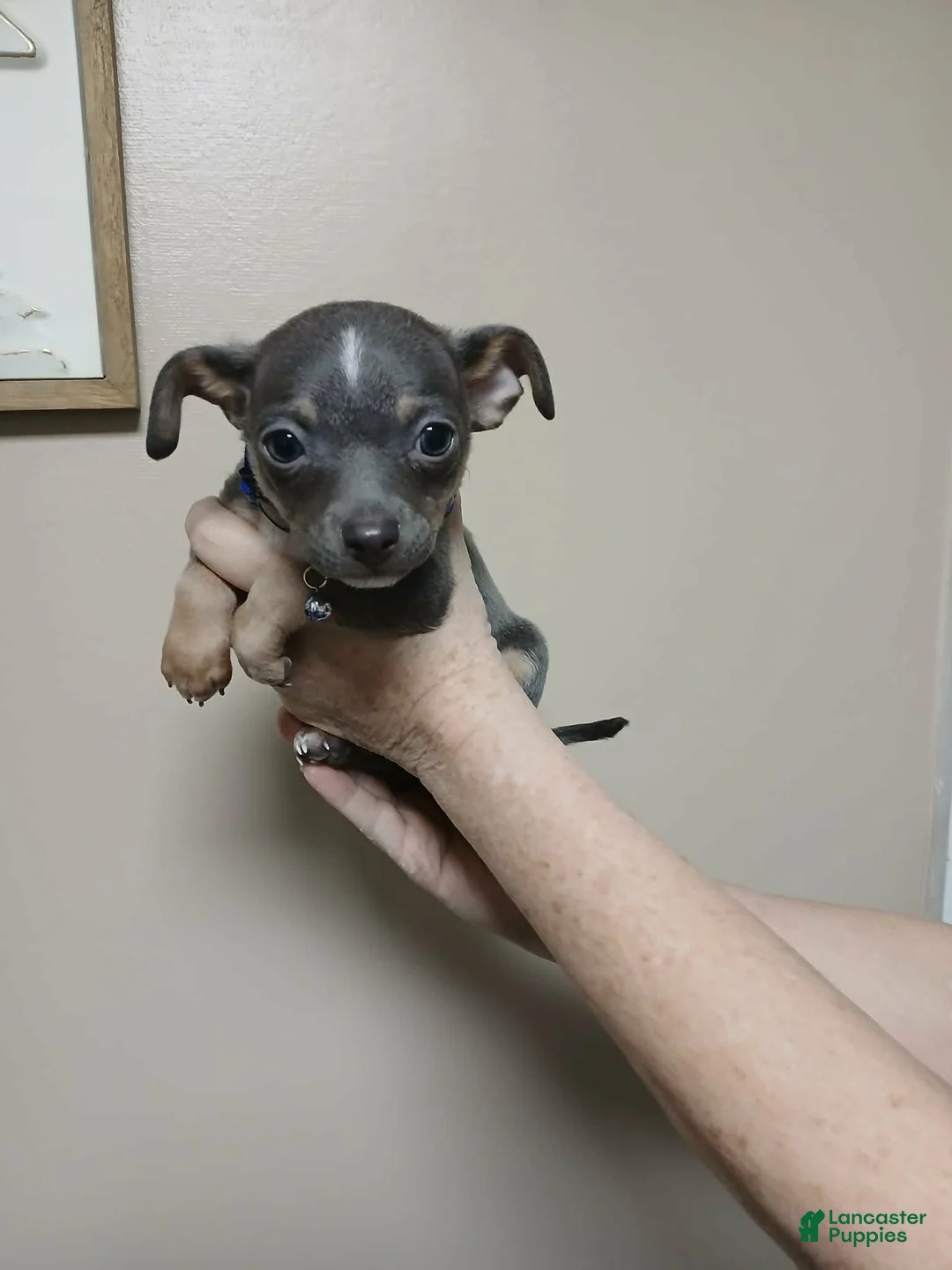 Chihuahua dogs for sale: Ash ( toy ) - Ad 4