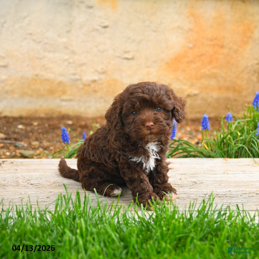 Havapoo dogs Joey - Ad 2