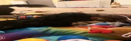 Mixed Breed dogs for sale: Mini Nellie  - Ad 5