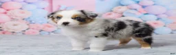 Australian Shepherd dogs for sale: Max - Ad 4
