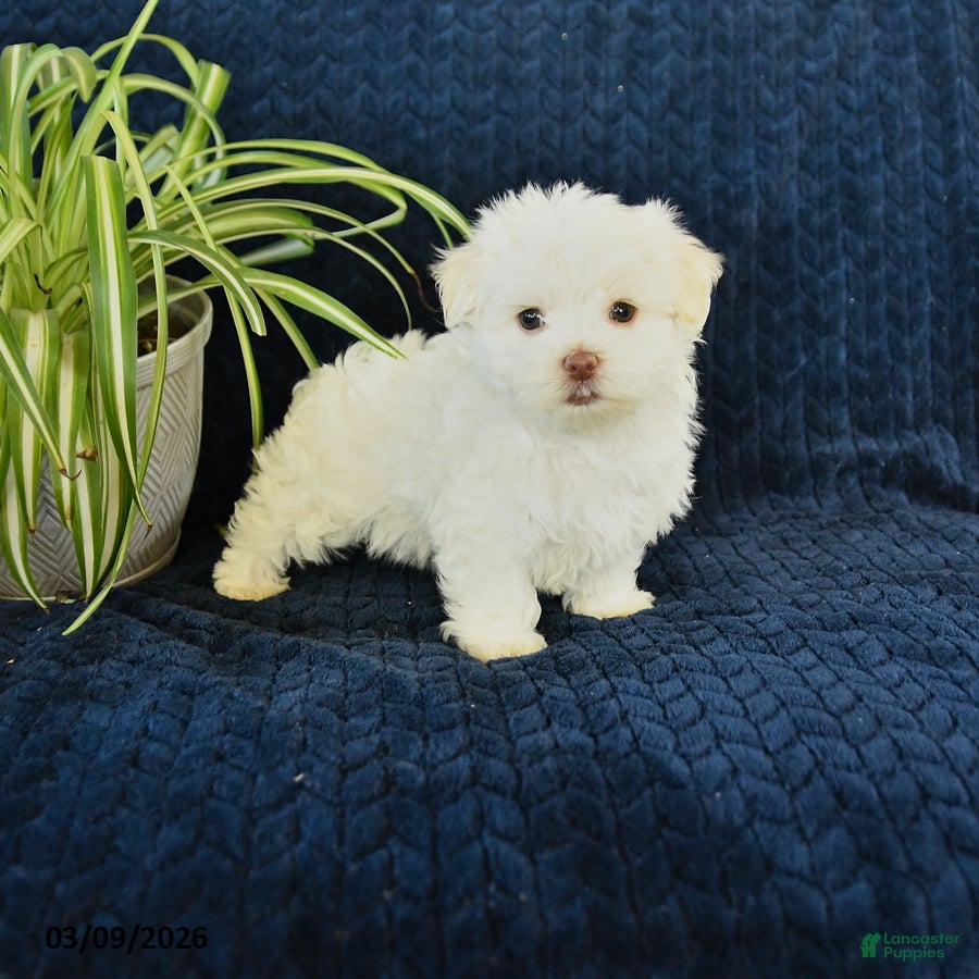 Maltese dogs Kohl - Ad 1