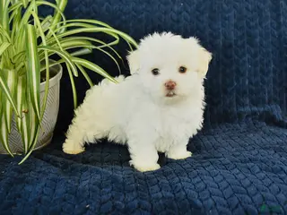 Maltese dogs for sale: Kohl - Ad 3