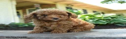 Toy Poodle dogs for sale: Clover - Ad 4
