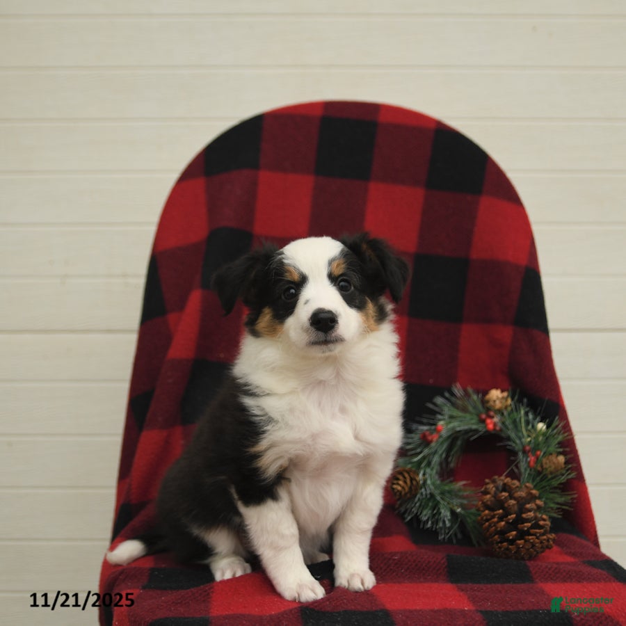 Mixed Breed dogs Patches - Ad 28