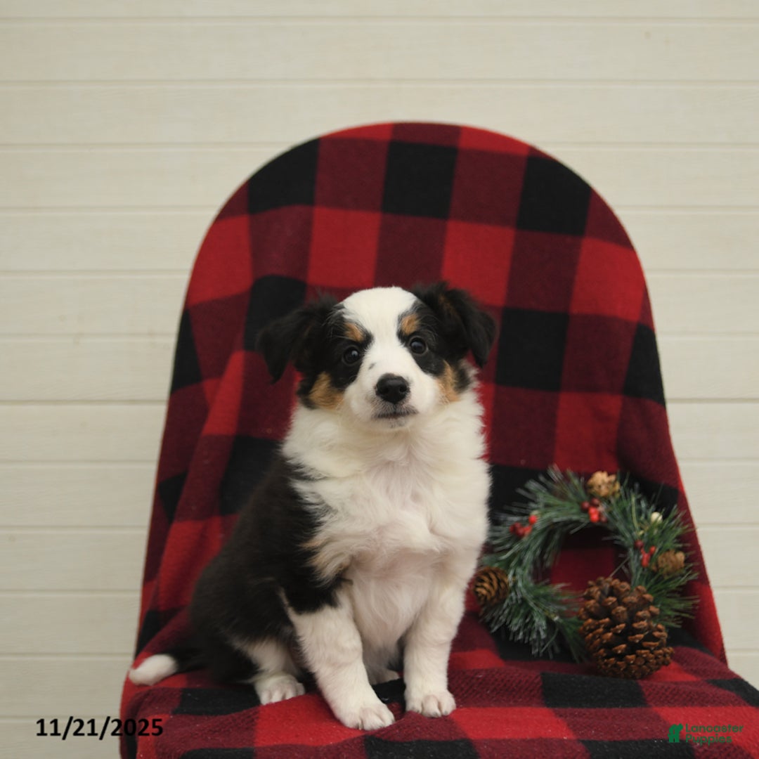 Mixed Breed dogs for sale: Patches - Ad 1