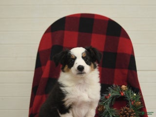 Mixed Breed dogs Patches - Ad 21