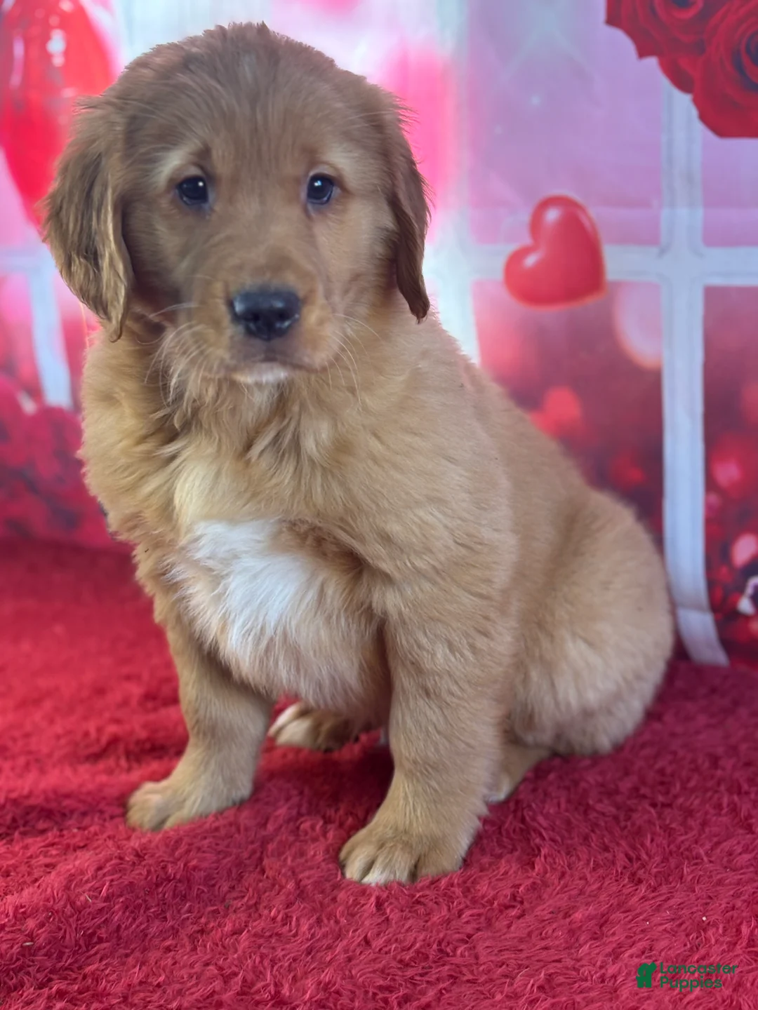 Golden Retriever dogs for sale: Keegan - Ad 3