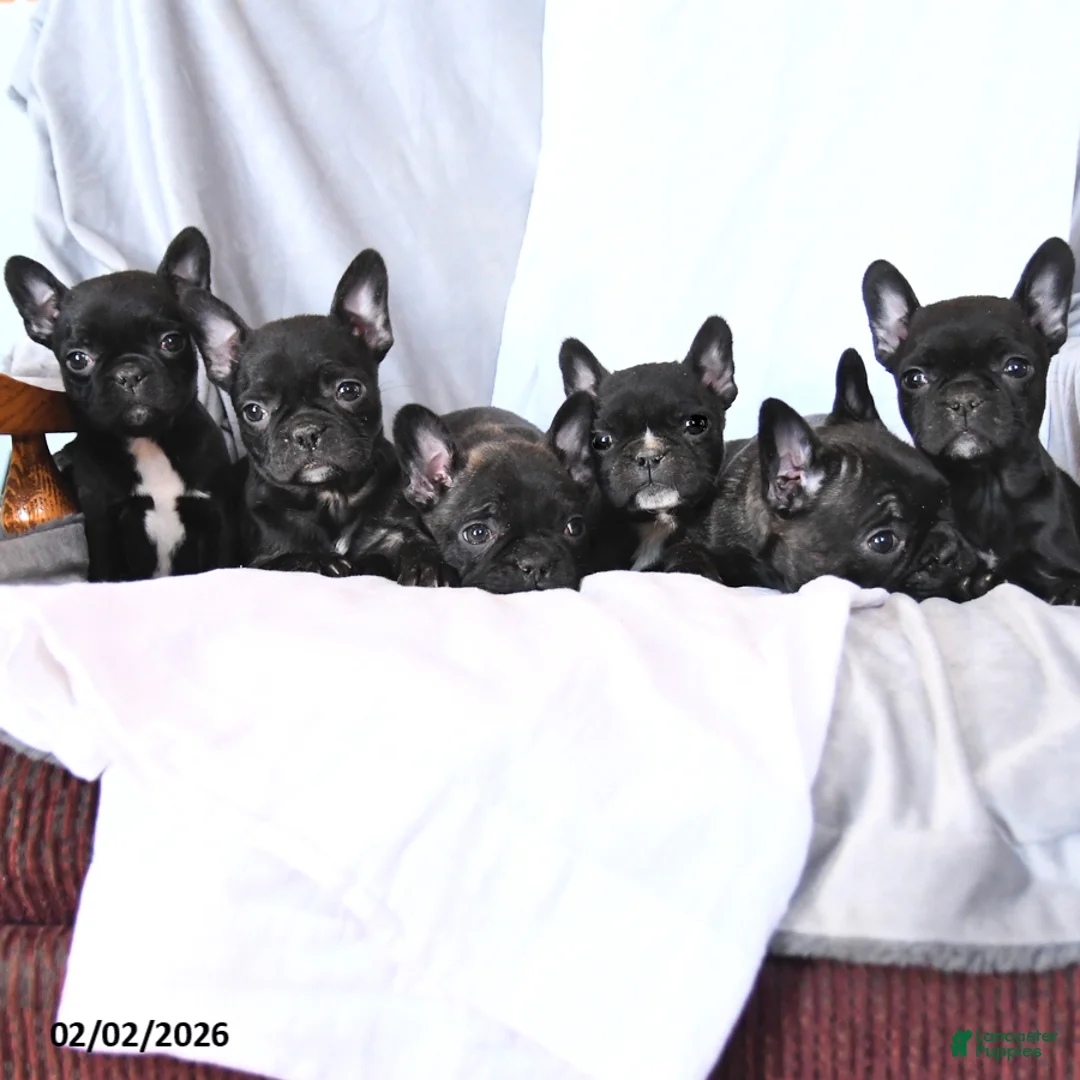 Frenchton dogs for sale: Smores - Ad 3