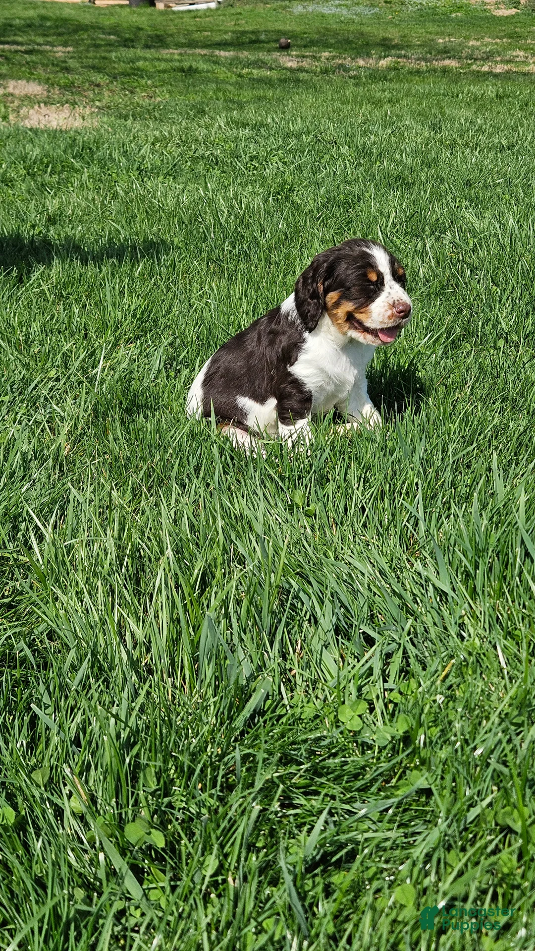 English Springer Spaniel dogs for sale: Jenni - Ad 2