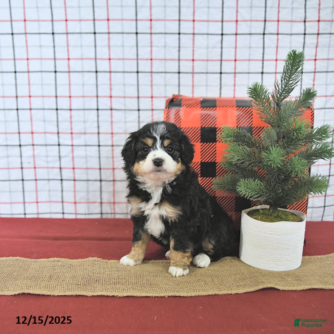 Mini Aussiedoodle dogs for sale: Joy EXTRA SMALL - Ad 5