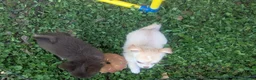 Chihuahua dogs for sale: Tiny Tcup Ruby LC - Ad 5