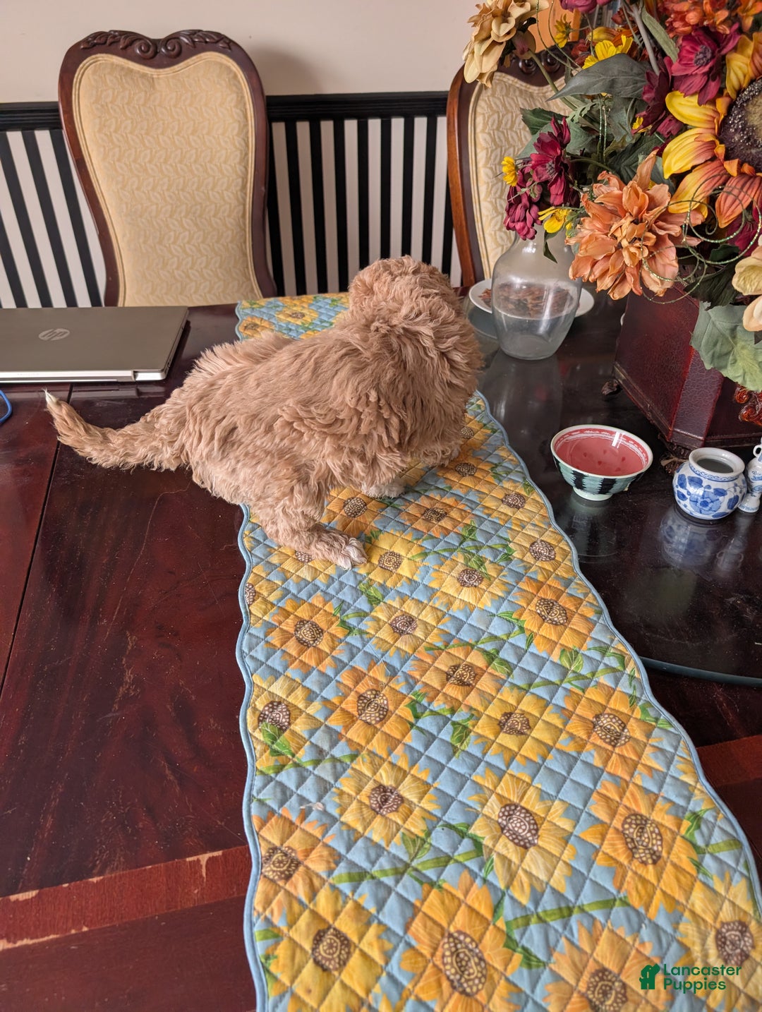 Goldendoodle dogs for sale: Bob - Ad 7