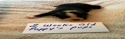 Boston Terrier dogs for sale: SALE PENDING - Ad 8