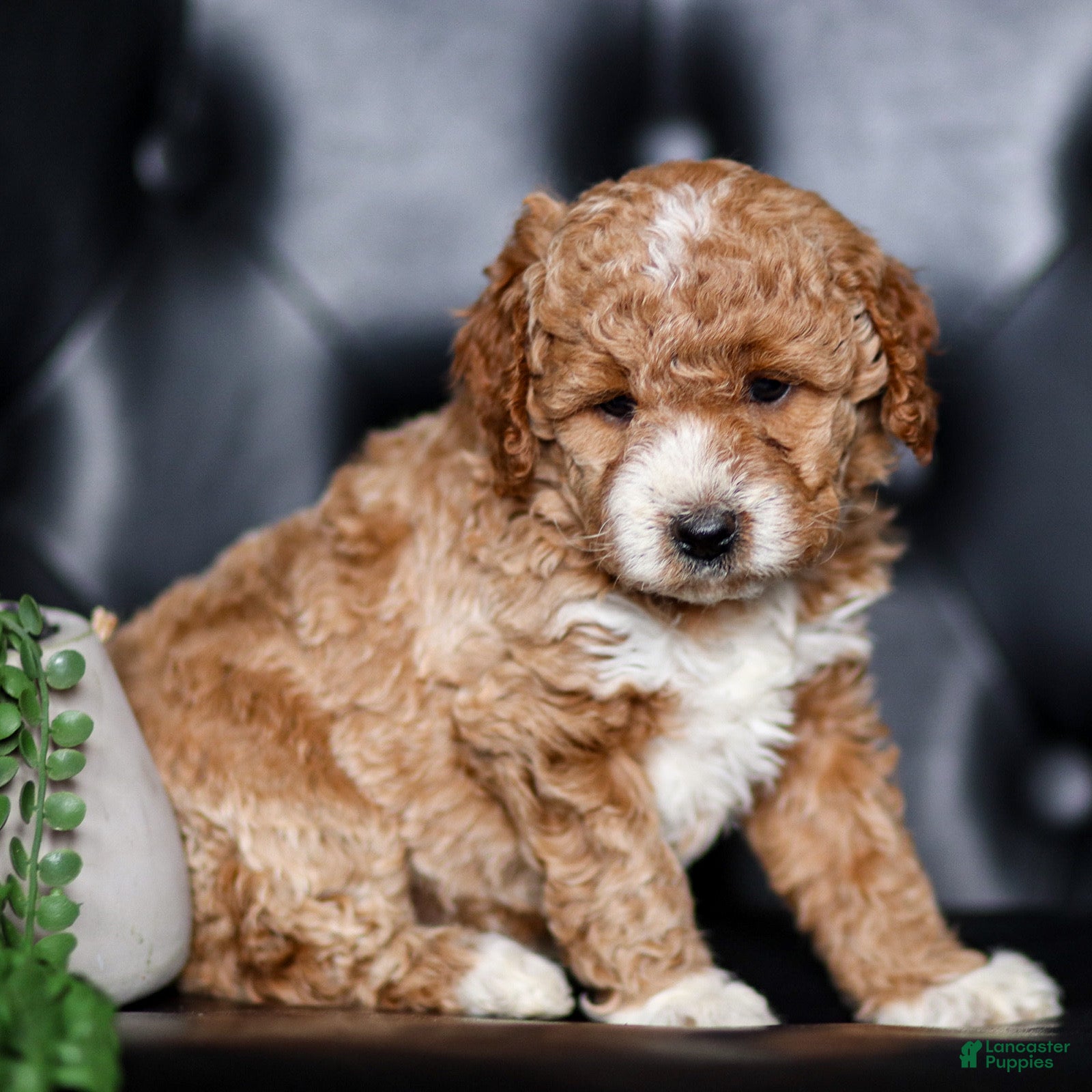 Mini Goldendoodle dogs Hannah - Ad 1