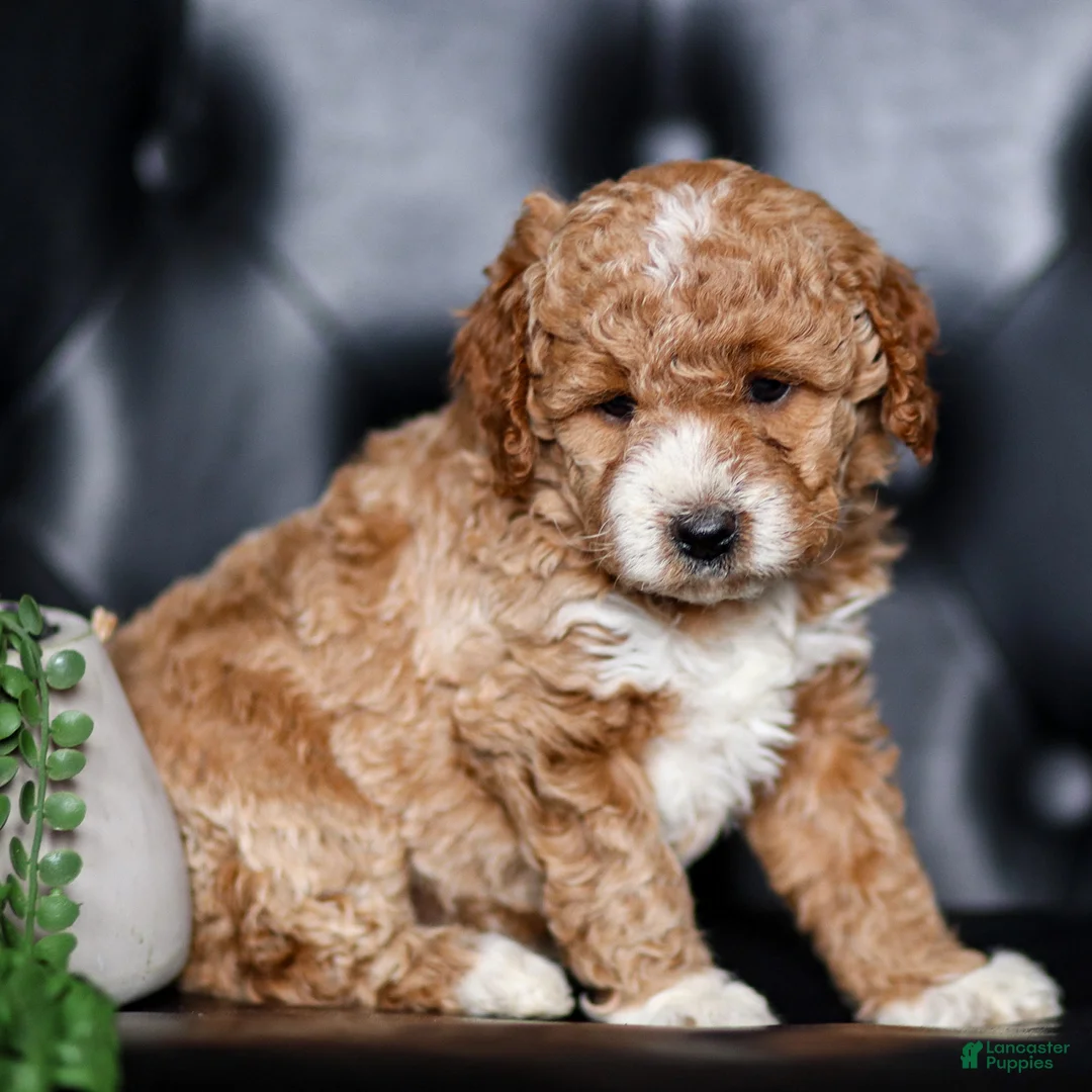 Mini Goldendoodle dogs for sale: Hannah - Ad 1