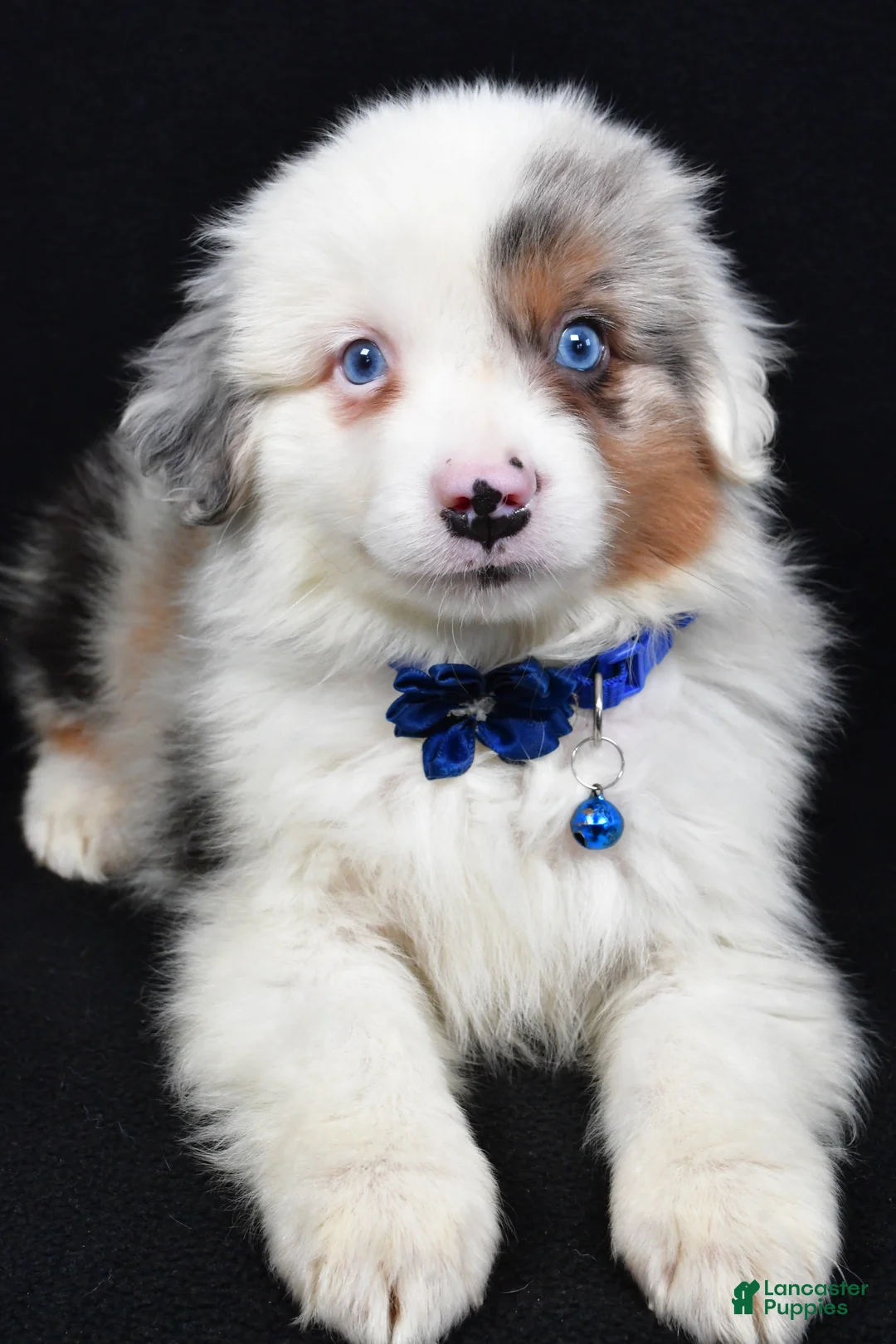 Miniature Australian Shepherd dogs for sale: Maverick  - Ad 8