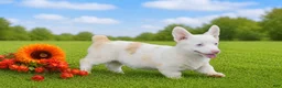 Welsh Corgi Pembroke dogs for sale: Crystal - Ad 2