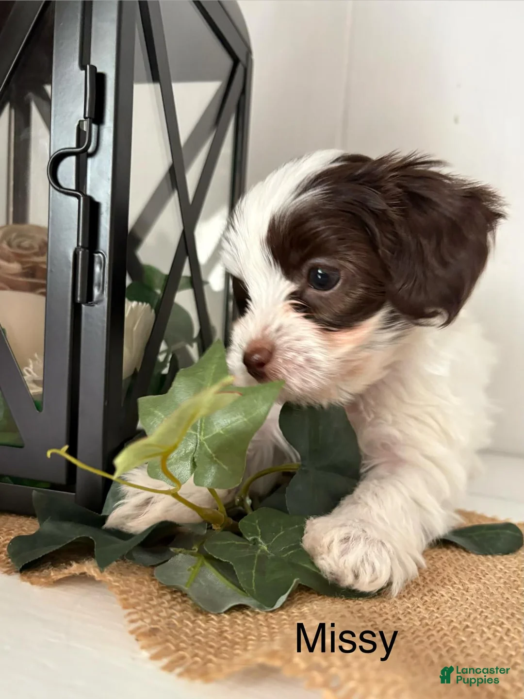 Yorkiepoo dogs for sale: Missy - Ad 1