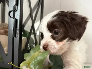 Yorkiepoo dogs Missy - Ad 32