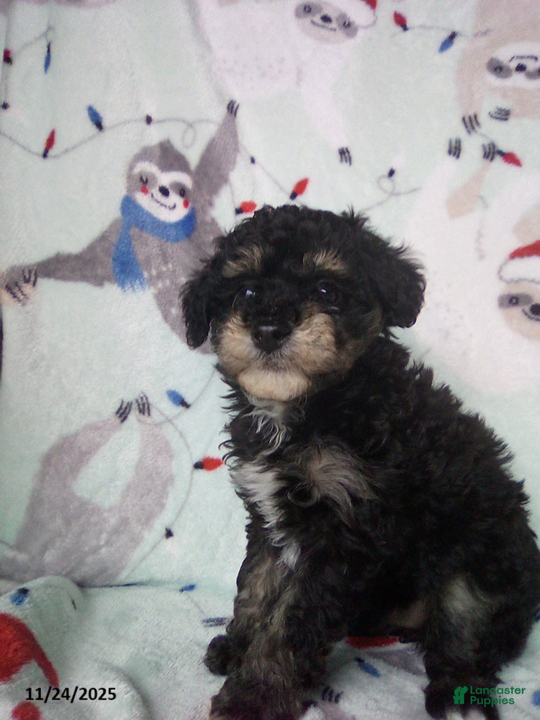 Toy Poodle dogs for sale: Rosetta - Ad 5