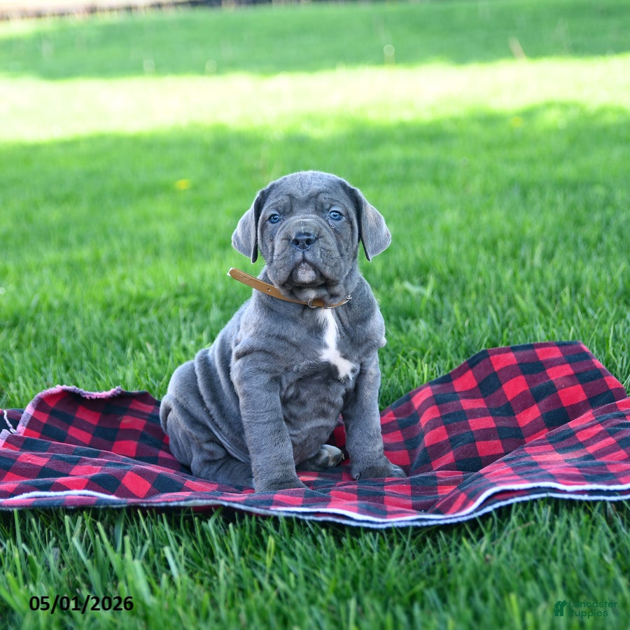 Cane Corso dogs for sale: Ink  - Ad 2