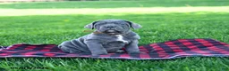Cane Corso dogs for sale: Ink  - Ad 1