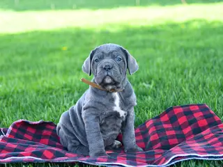 Cane Corso dogs for sale: Ink - Ad 2