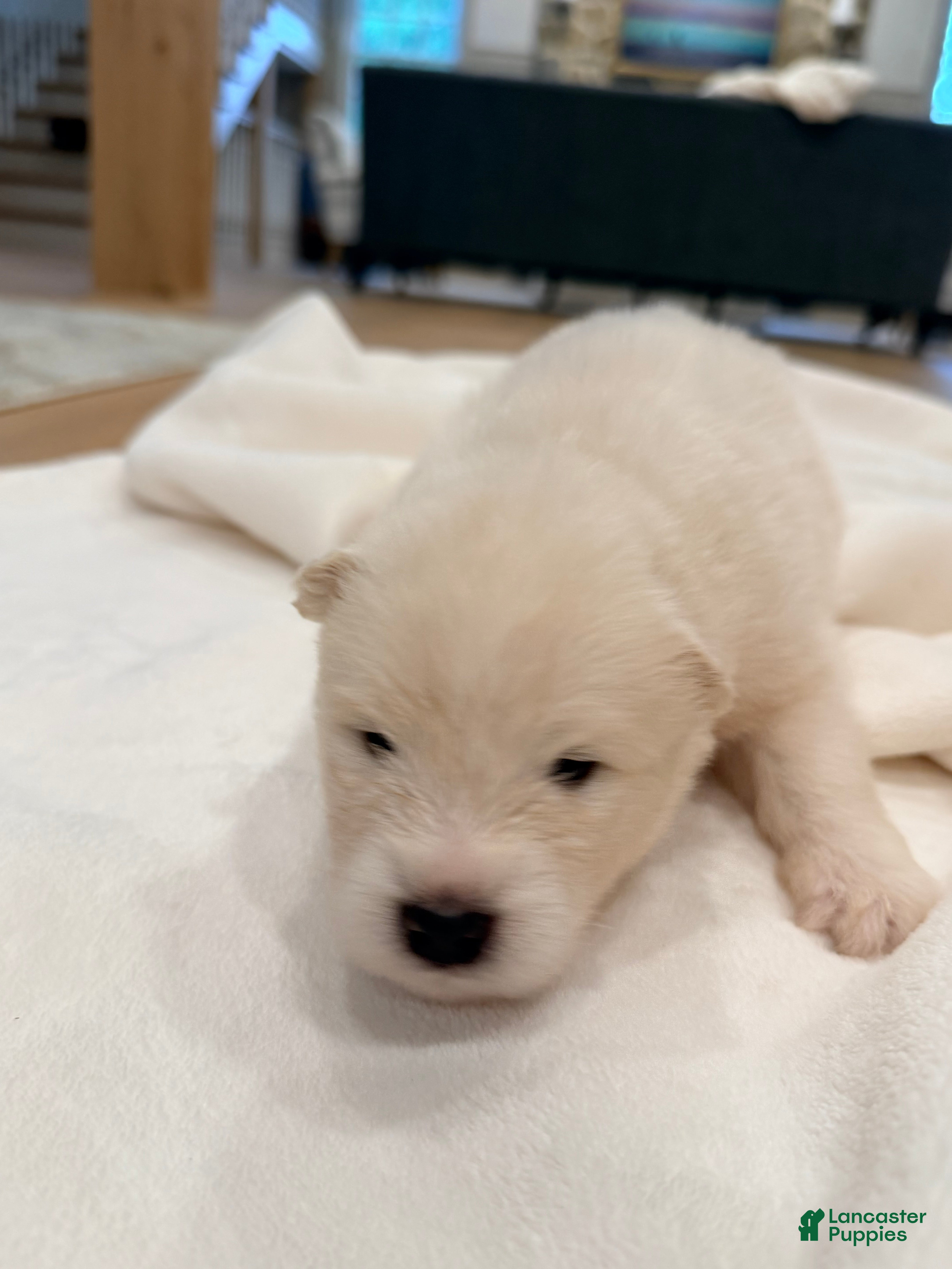 Samoyed dogs Chase - Ad 2