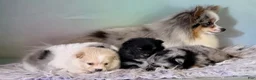 Pomeranian dogs for sale: Tux - Ad 10