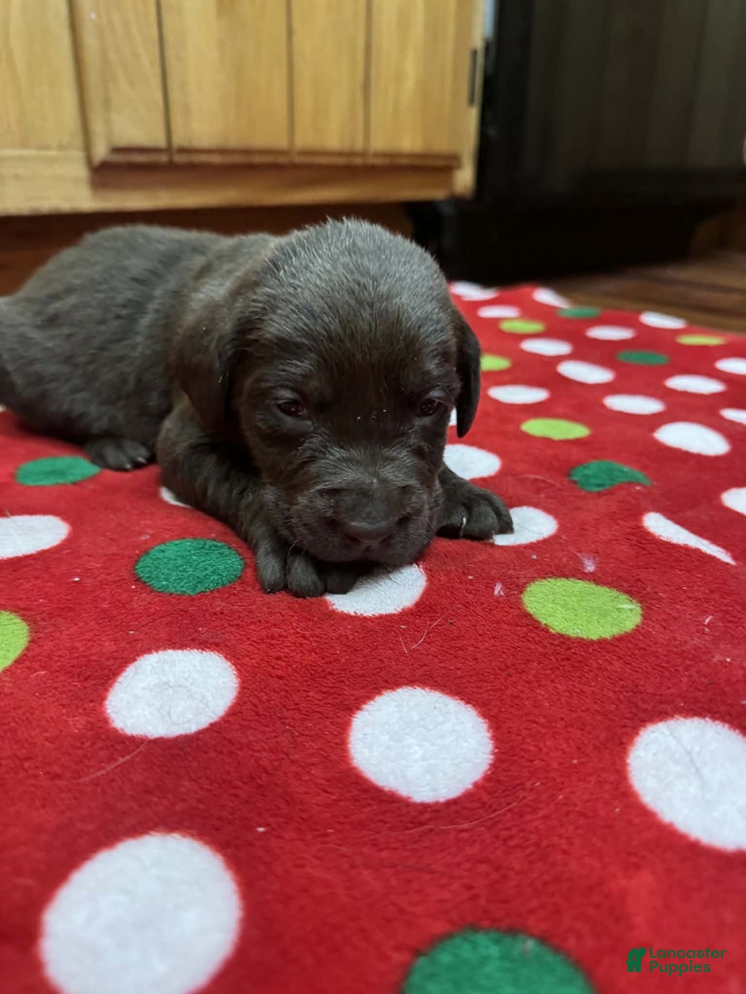 Labrador Retriever dogs for sale: Sprout - Ad 2