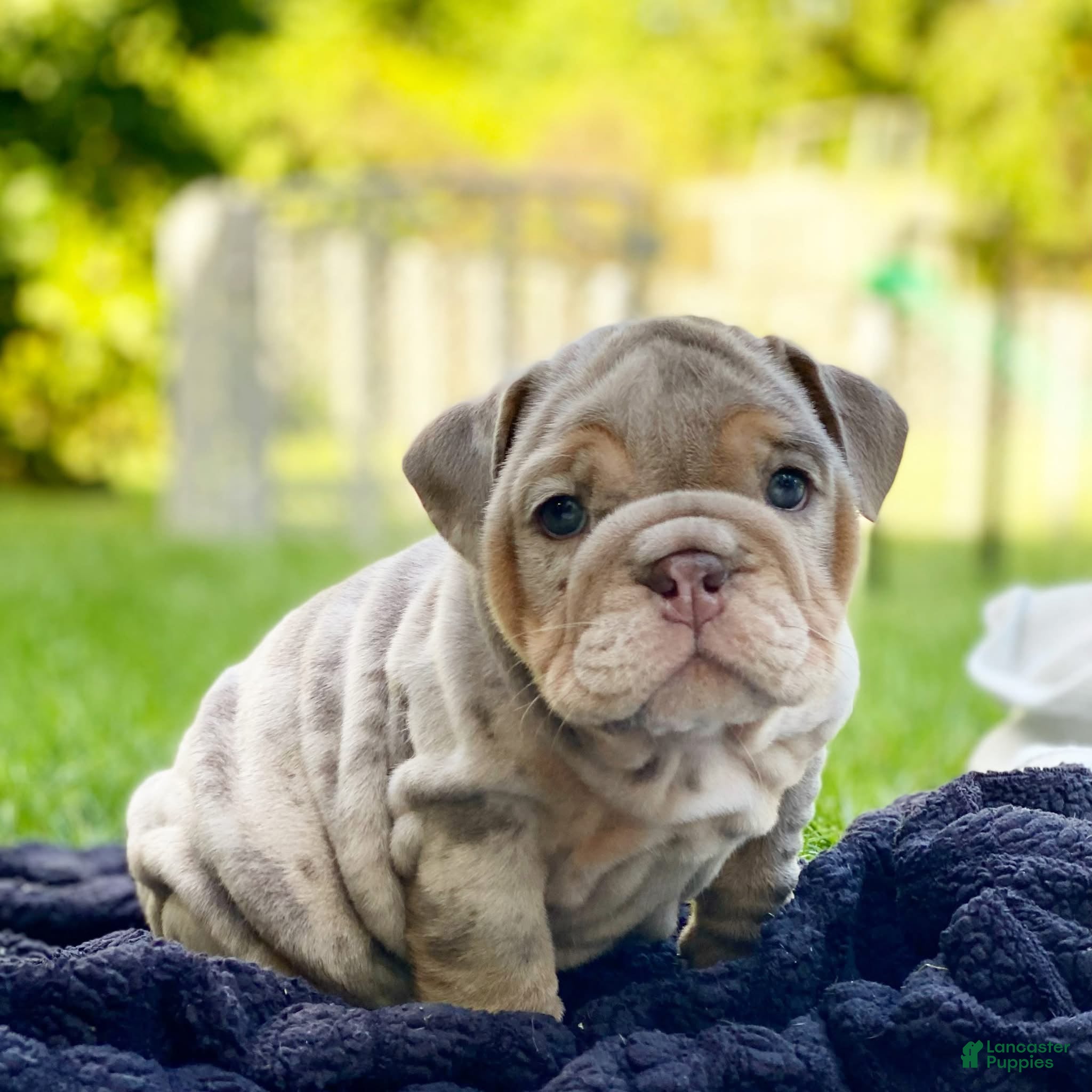 English Bulldog dogs ENID - Ad 13