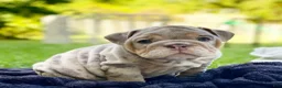 English Bulldog dogs for sale: ENID - Ad 1