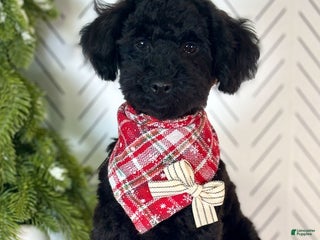 Toy Poodle dogs Smacker - Ad 28