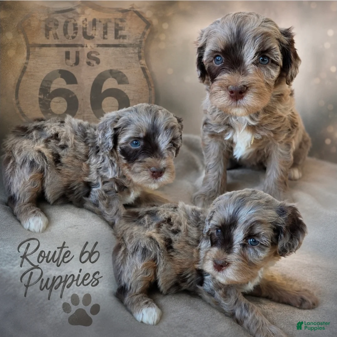 Bernedoodle dogs for sale: Champ - Ad 2