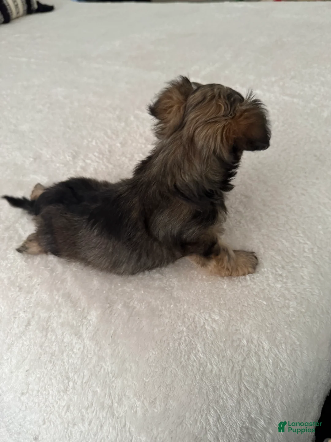 Chorkie dogs for sale: Chorkie Puppy 1 - Ad 2