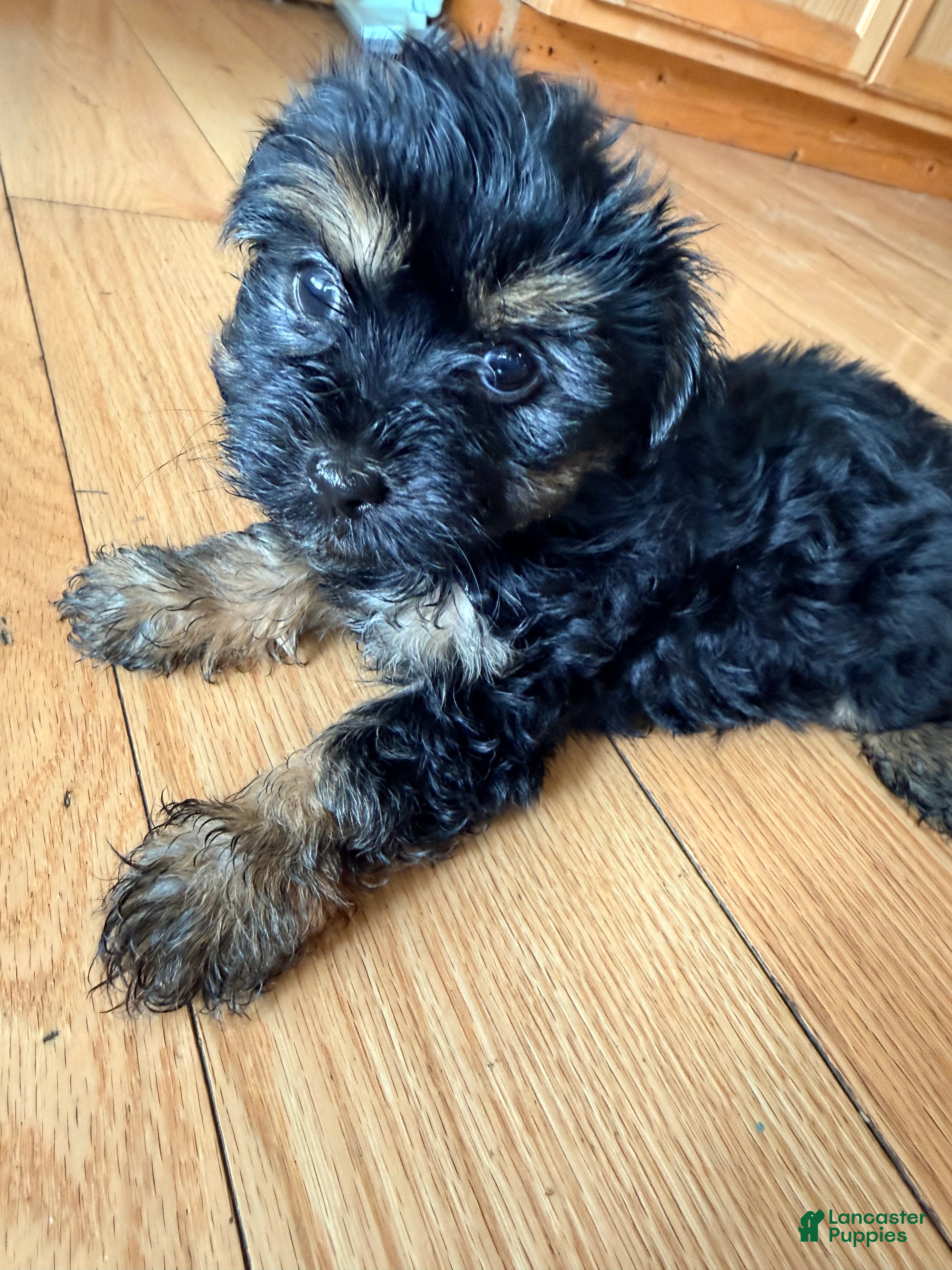Morkie dogs Buster - Ad 2