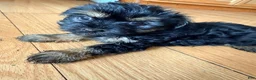 Morkie dogs for sale: Buster - Ad 2