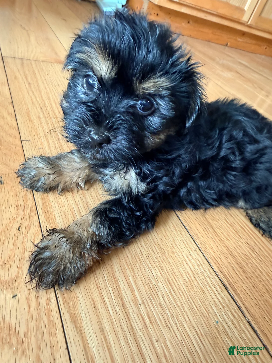 Morkie dogs for sale: Buster - Ad 2