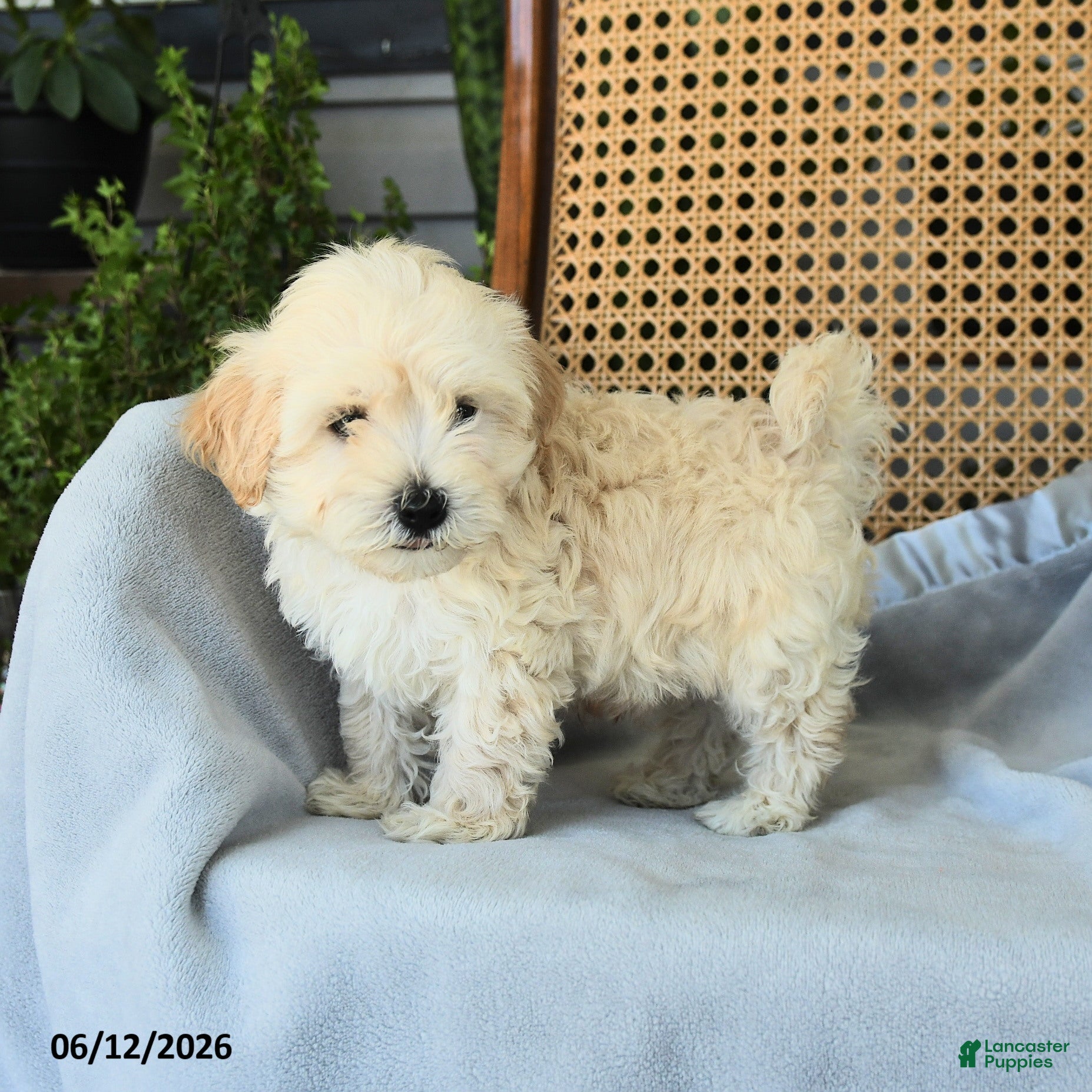 Maltipoo dogs Jamey - Ad 1
