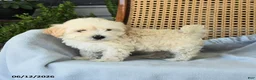 Maltipoo dogs for sale: Jamey - Ad 1