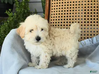 Maltipoo dogs for sale: Jamey - Ad 1