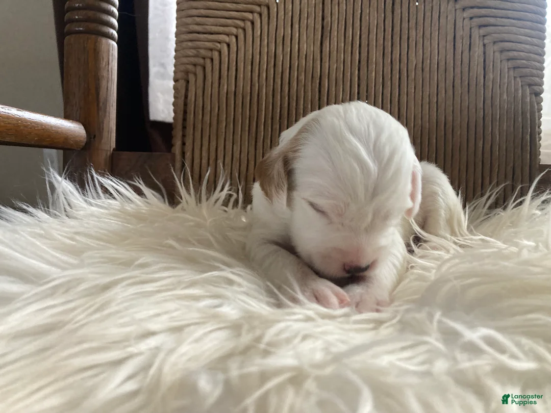 English Setter dogs for sale: Little Joe  - Ad 4