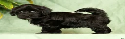 Havapoo dogs for sale: Talia - Ad 1