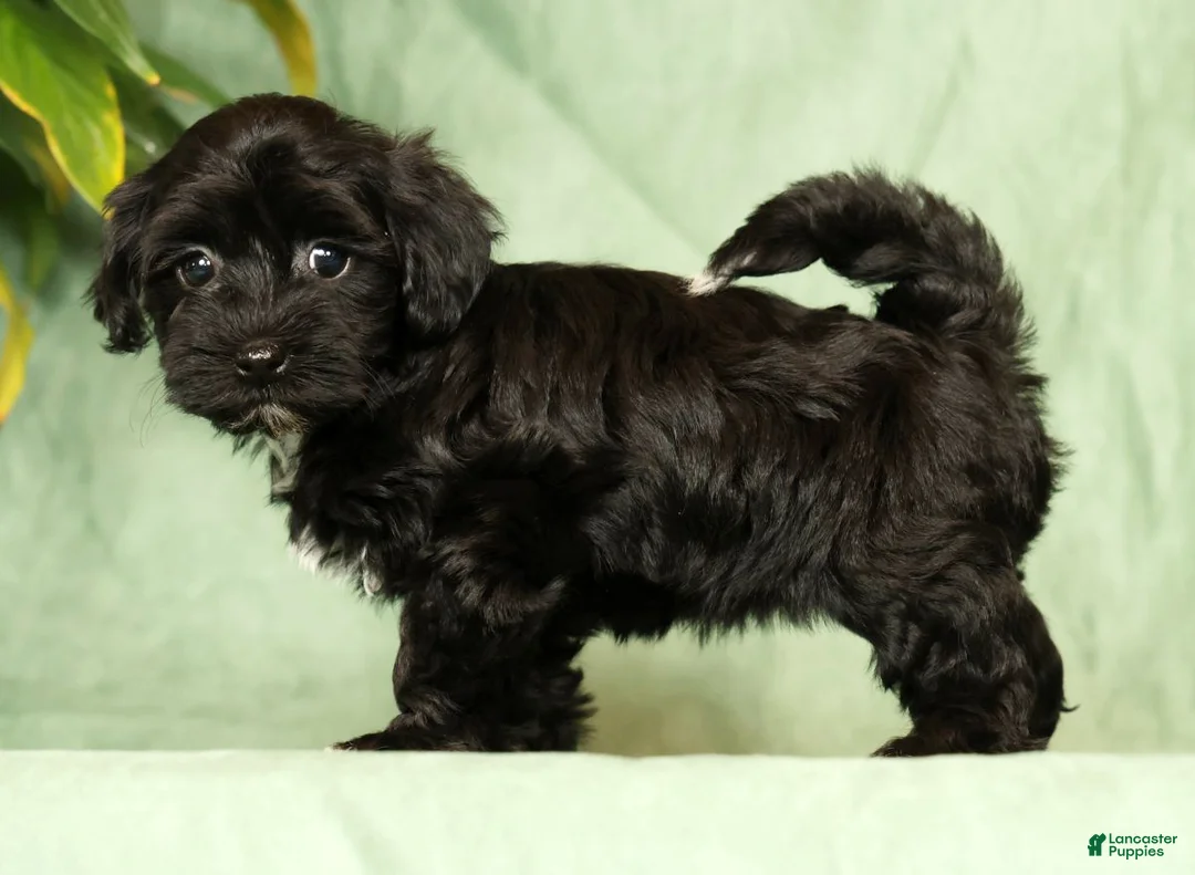 Havapoo dogs for sale: Talia - Ad 1