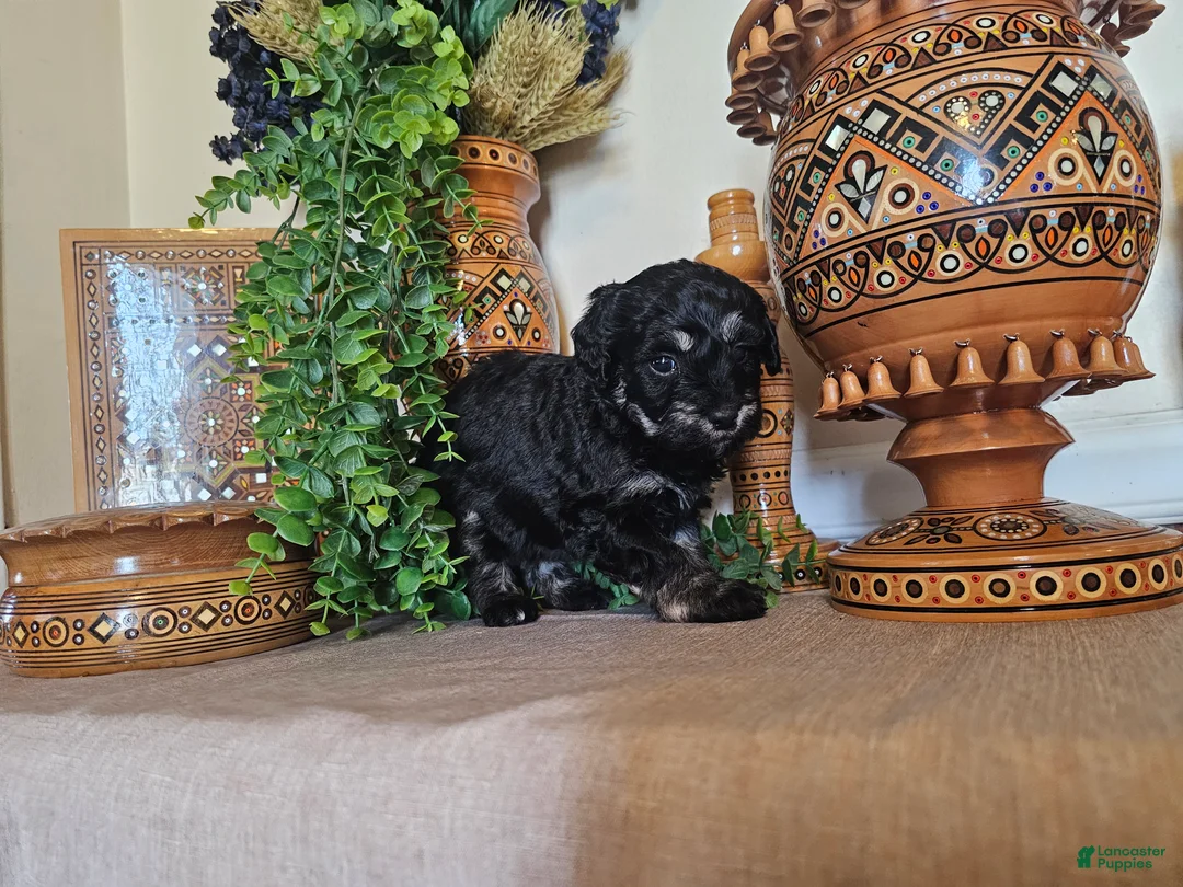 Mini Goldendoodle dogs for sale: Blossom - Ad 5
