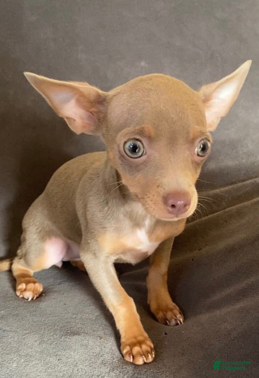 Chihuahua dogs for sale: Lovely  - Ad 2
