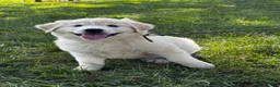 Great Pyrenees dogs for sale: Gloria - Ad 4