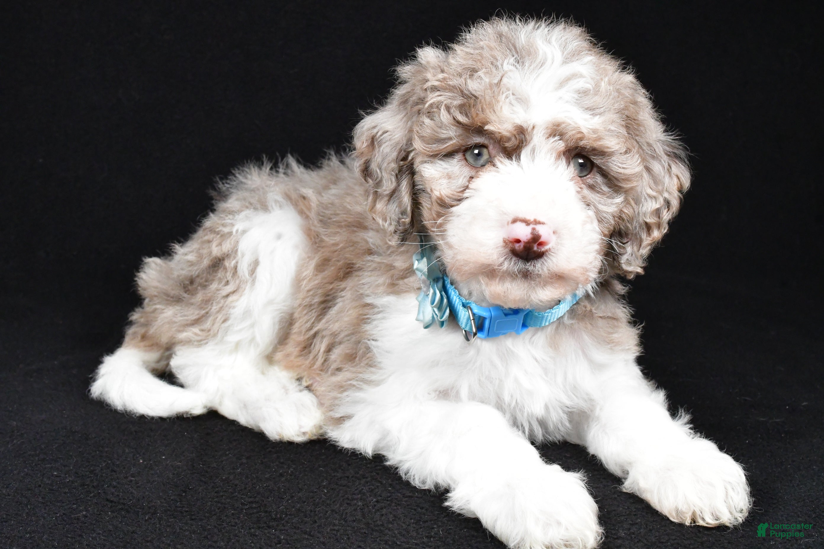 Sheepadoodle dogs Cotton - Ad 6