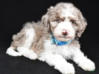 Sheepadoodle dogs Cotton - Ad 22