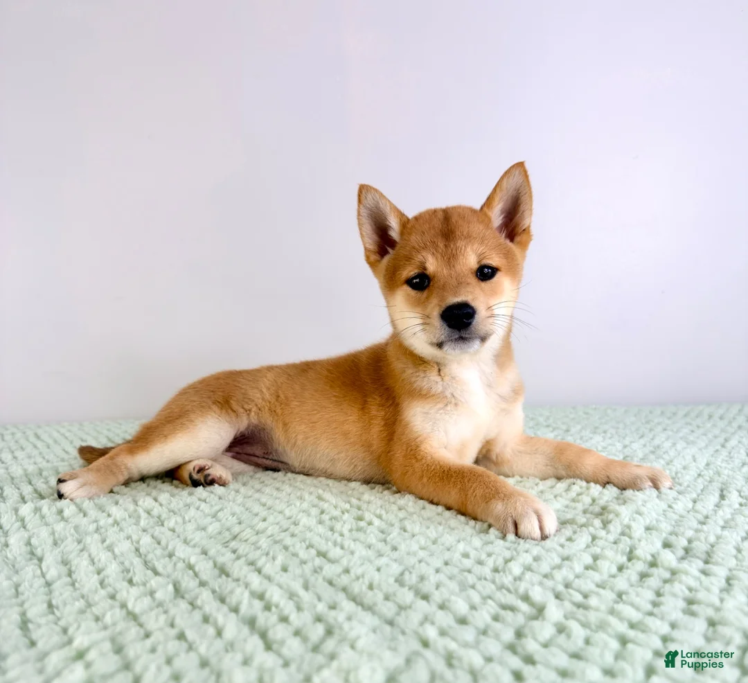Shiba Inu dogs for sale: AKC Mei - Ad 1